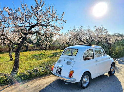 Foto Maggiolino In Love, Noleggio Auto per Matrimoni Bari Foto Maggiolino In Love, Noleggio Auto per Matrimoni Bari